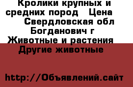 Кролики крупных и средних пород › Цена ­ 500 - Свердловская обл., Богданович г. Животные и растения » Другие животные   